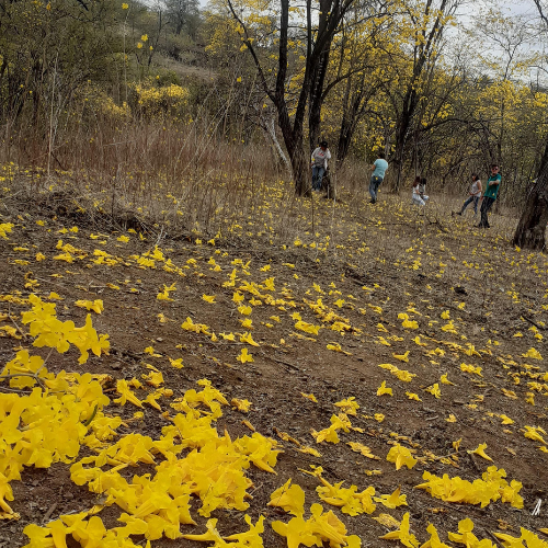 Bosque de guayacanes florecidos en Zapotillo, Loja, Ecuador