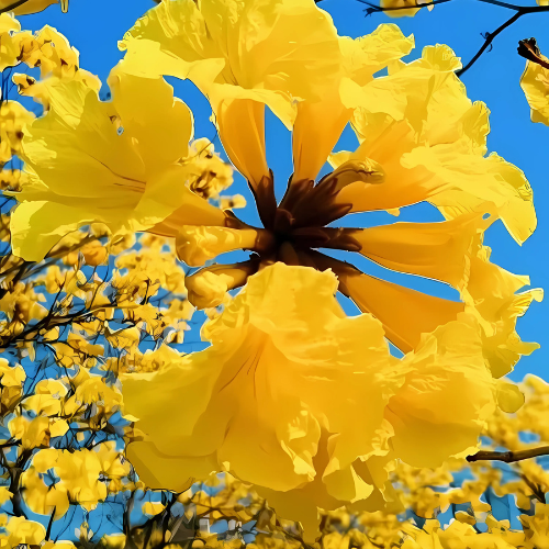 Detalle de flores de guayacán en Loja, Ecuador
